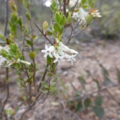 Brachyloma daphnoides (Daphne Heath) at O'Malley, ACT - 22 Oct 2014 by Mike
