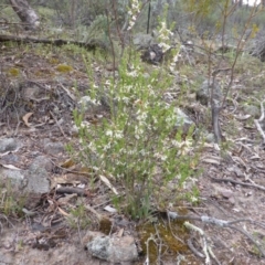 Brachyloma daphnoides at O'Malley, ACT - 22 Oct 2014