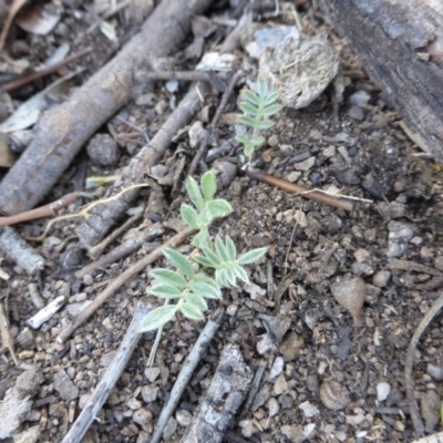 Swainsona sericea (Silky Swainson-Pea) at Symonston, ACT - 21 Oct 2014 by Mike