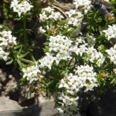 Asperula conferta (Common Woodruff) at Jerrabomberra, ACT - 22 Oct 2014 by Mike