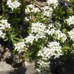 Asperula conferta (Common Woodruff) at Mount Mugga Mugga - 21 Oct 2014 by Mike