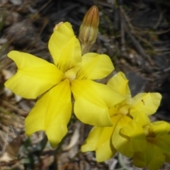 Goodenia pinnatifida (Scrambled Eggs) at Isaacs Ridge - 22 Oct 2014 by Mike