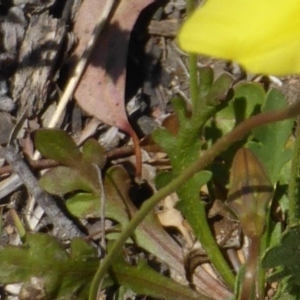 Goodenia pinnatifida at O'Malley, ACT - 22 Oct 2014 11:28 AM