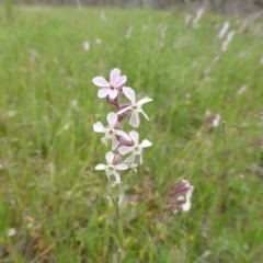 Silene gallica var. gallica (French Catchfly) at Callum Brae - 20 Oct 2014 by Mike