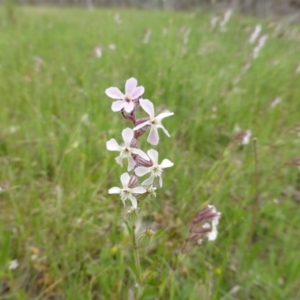 Silene gallica var. gallica at Symonston, ACT - 20 Oct 2014