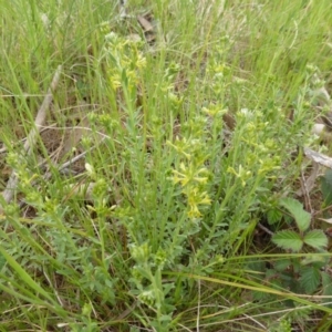 Pimelea curviflora at Symonston, ACT - 20 Oct 2014 12:24 PM