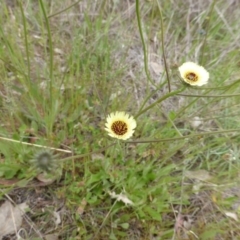 Tolpis barbata (Yellow Hawkweed) at Jerrabomberra, ACT - 20 Oct 2014 by Mike