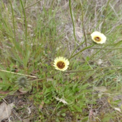 Tolpis barbata (Yellow Hawkweed) at Callum Brae - 20 Oct 2014 by Mike