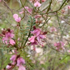 Indigofera adesmiifolia (Tick Indigo) at Callum Brae - 20 Oct 2014 by Mike