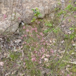 Indigofera adesmiifolia at Symonston, ACT - 20 Oct 2014 01:22 PM