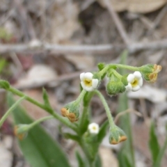 Hackelia suaveolens (Sweet Hounds Tongue) at Symonston, ACT - 20 Oct 2014 by Mike