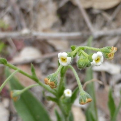 Hackelia suaveolens (Sweet Hounds Tongue) at Callum Brae - 20 Oct 2014 by Mike