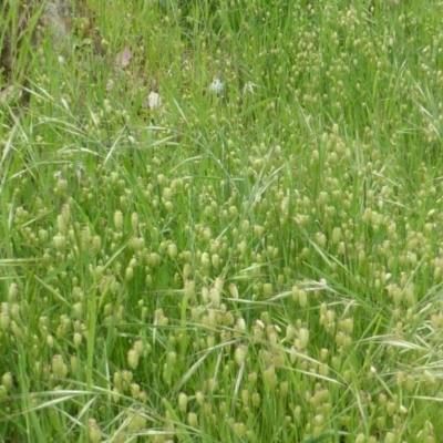 Briza maxima (Quaking Grass, Blowfly Grass) at Callum Brae - 20 Oct 2014 by Mike