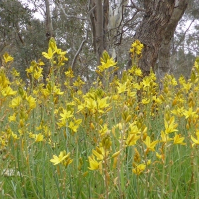 Bulbine bulbosa (Golden Lily) at Symonston, ACT - 20 Oct 2014 by Mike