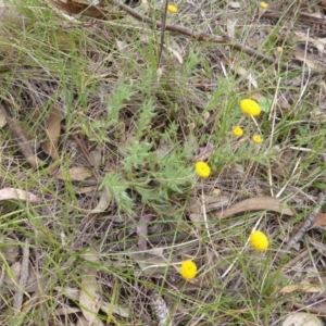 Leptorhynchos squamatus at Symonston, ACT - 20 Oct 2014