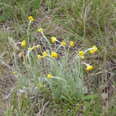 Chrysocephalum apiculatum (Common Everlasting) at Callum Brae - 20 Oct 2014 by Mike