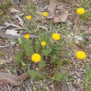 Leptorhynchos squamatus at Symonston, ACT - 20 Oct 2014 02:26 PM