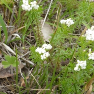 Asperula conferta at Symonston, ACT - 20 Oct 2014 02:29 PM