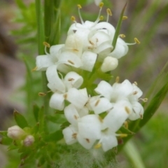 Asperula conferta at Symonston, ACT - 20 Oct 2014