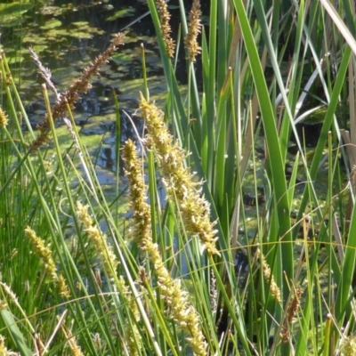 Carex appressa (Tall Sedge) at O'Malley, ACT - 18 Oct 2014 by Mike