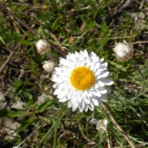 Leucochrysum albicans subsp. tricolor at O'Malley, ACT - 19 Oct 2014