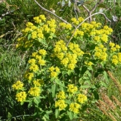 Euphorbia oblongata (Egg-leaf Spurge) at Mount Mugga Mugga - 18 Oct 2014 by Mike