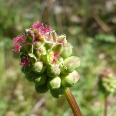 Sanguisorba minor (Salad Burnet, Sheep's Burnet) at Mount Mugga Mugga - 18 Oct 2014 by Mike