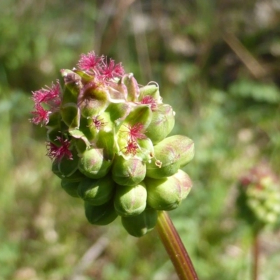 Sanguisorba minor (Salad Burnet, Sheep's Burnet) at O'Malley, ACT - 18 Oct 2014 by Mike