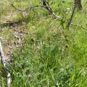 Sanguisorba minor at O'Malley, ACT - 19 Oct 2014