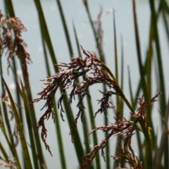 Machaerina articulata (Jointed Twig-rush) at O'Malley, ACT - 18 Oct 2014 by Mike