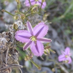 Thysanotus patersonii (Twining Fringe Lily) at Symonston, ACT - 12 Oct 2014 by Mike