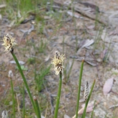 Eleocharis sp. (Spike-rush) at Jerrabomberra, ACT - 11 Oct 2014 by Mike