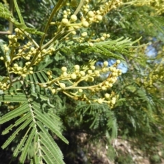 Acacia mearnsii (Black Wattle) at Symonston, ACT - 10 Oct 2014 by Mike
