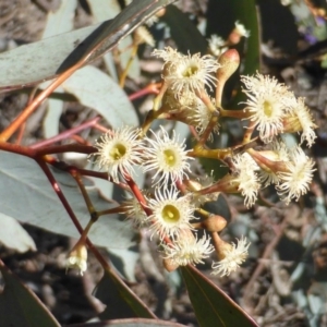 Eucalyptus melliodora at Symonston, ACT - 11 Oct 2014