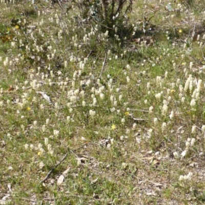 Stackhousia monogyna (Creamy Candles) at Symonston, ACT - 10 Oct 2014 by Mike