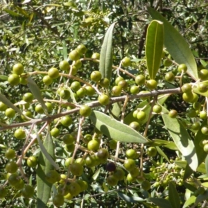 Olea europaea subsp. cuspidata at Symonston, ACT - 11 Oct 2014