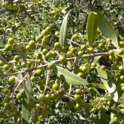 Olea europaea subsp. cuspidata (African Olive) at Mount Mugga Mugga - 10 Oct 2014 by Mike