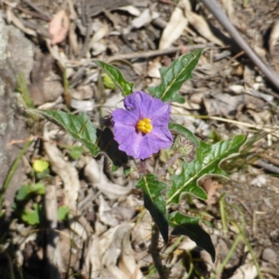 Solanum cinereum (Narrawa Burr) at Symonston, ACT - 11 Oct 2014 by Mike