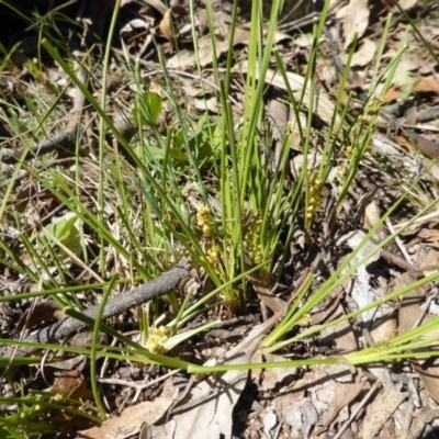 Lomandra filiformis subsp. filiformis (Wattle Matrush) at Symonston, ACT - 10 Oct 2014 by Mike