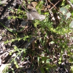 Galium gaudichaudii subsp. gaudichaudii at Symonston, ACT - 11 Oct 2014 09:47 AM