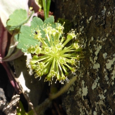 Hydrocotyle laxiflora (Stinking Pennywort) at Symonston, ACT - 11 Oct 2014 by Mike