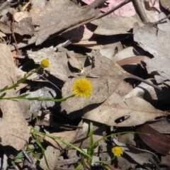 Calotis lappulacea (Yellow Burr Daisy) at Symonston, ACT - 10 Oct 2014 by Mike