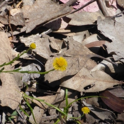 Calotis lappulacea (Yellow Burr Daisy) at Symonston, ACT - 10 Oct 2014 by Mike