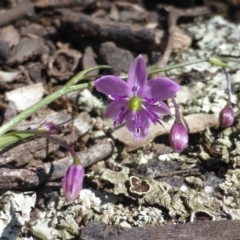 Arthropodium minus (Small Vanilla Lily) at Symonston, ACT - 10 Oct 2014 by Mike