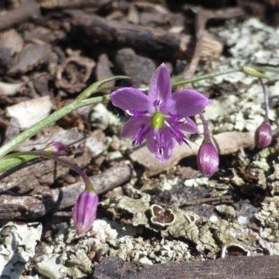 Arthropodium minus (Small Vanilla Lily) at Symonston, ACT - 11 Oct 2014 by Mike