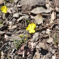 Hibbertia obtusifolia (Grey Guinea-flower) at Symonston, ACT - 11 Oct 2014 by Mike