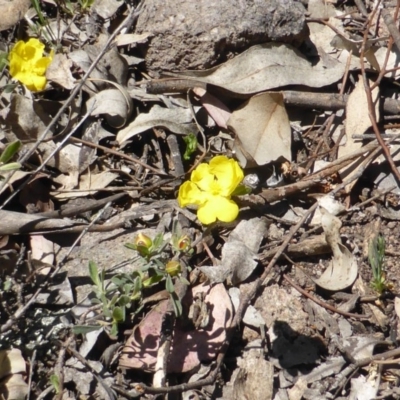 Hibbertia obtusifolia (Grey Guinea-flower) at Symonston, ACT - 11 Oct 2014 by Mike