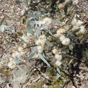 Eucalyptus nortonii at Symonston, ACT - 11 Oct 2014