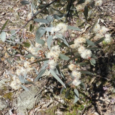 Eucalyptus nortonii (Large-flowered Bundy) at Symonston, ACT - 10 Oct 2014 by Mike