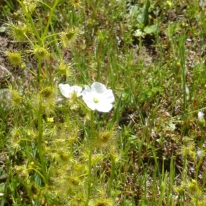 Drosera gunniana at Symonston, ACT - 11 Oct 2014 11:22 AM